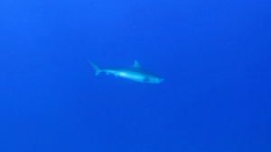 Galeocerdo cuvier