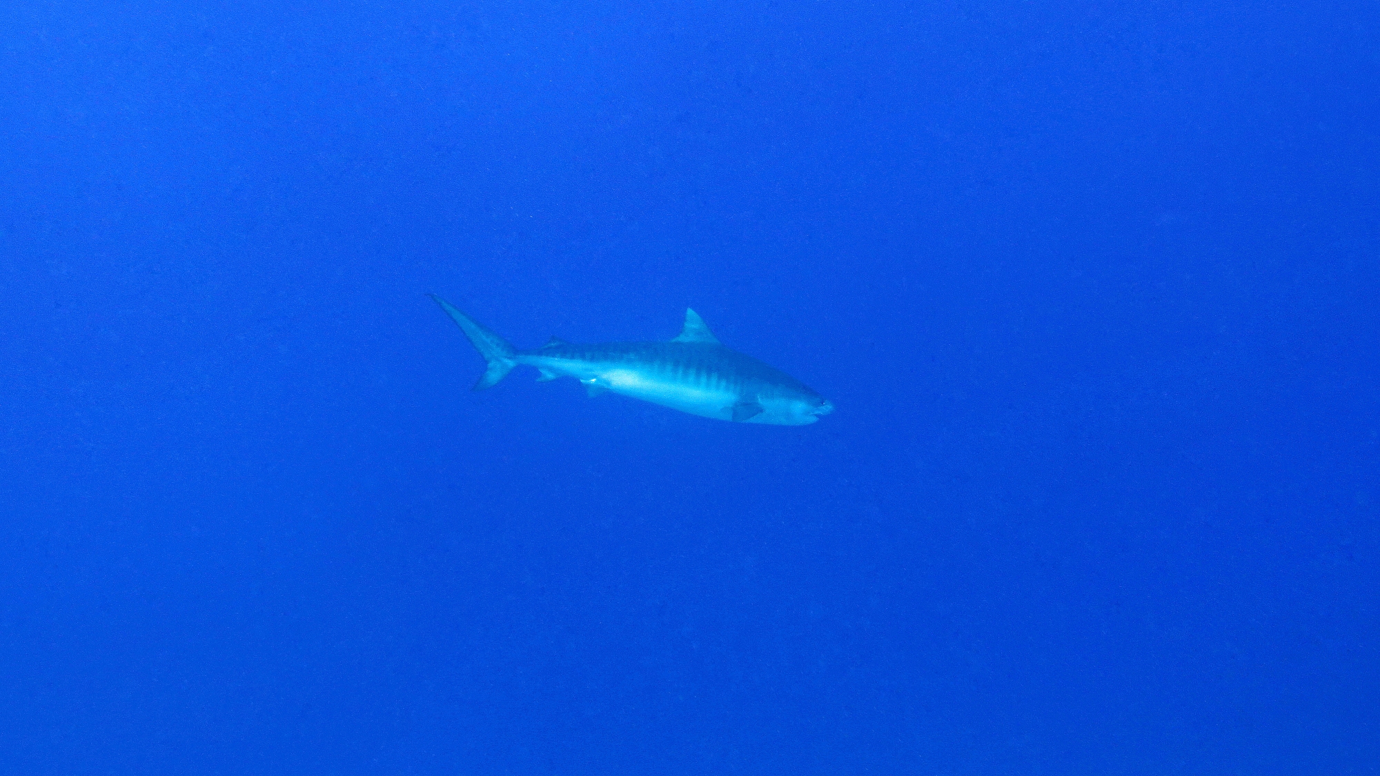 Galeocerdo cuvier