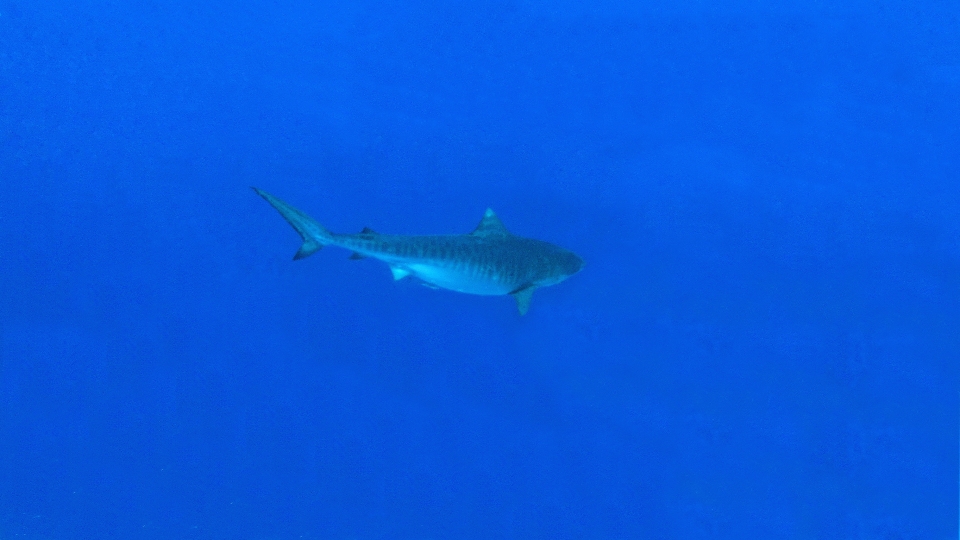 Galeocerdo cuvier