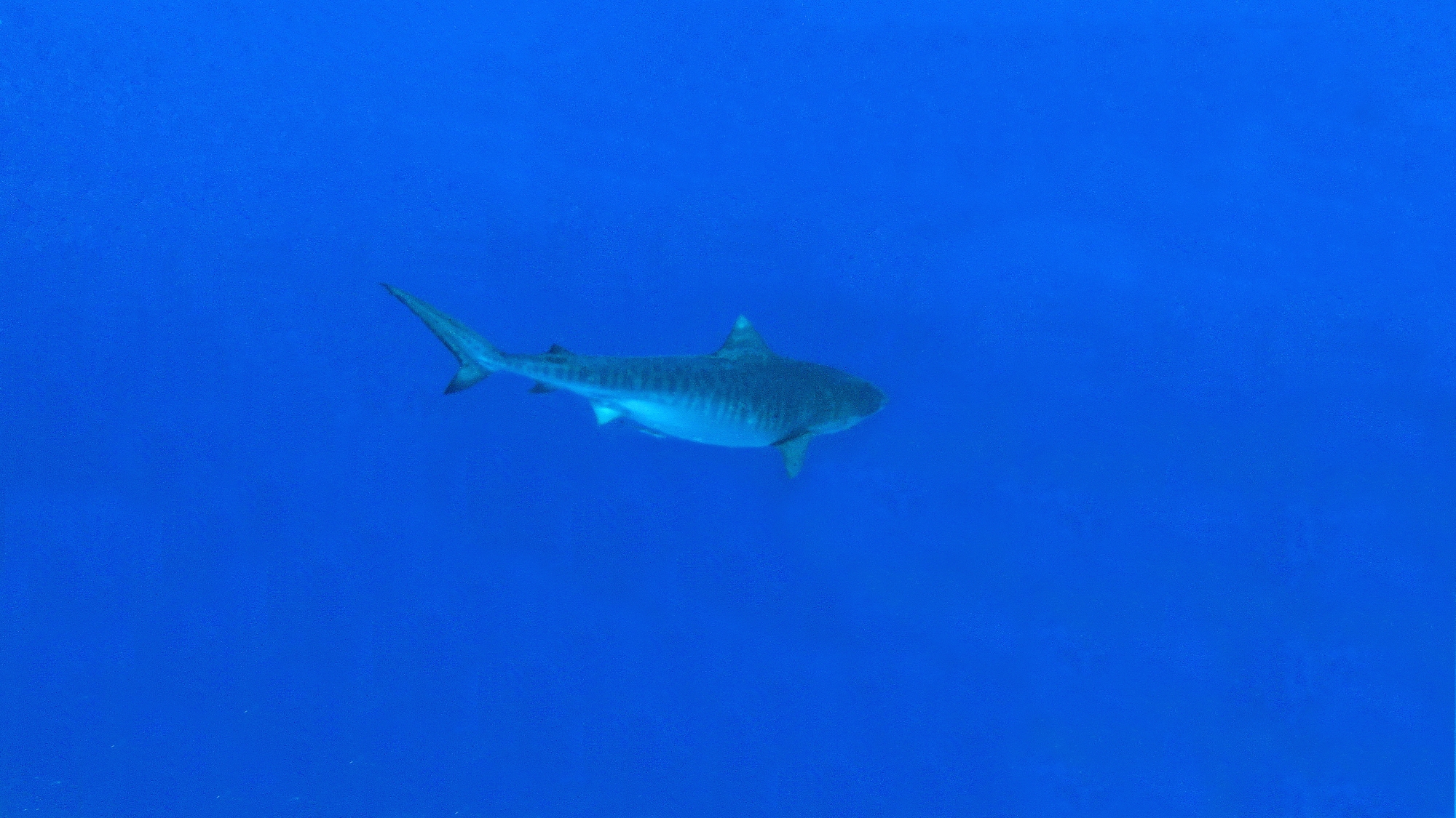 Galeocerdo cuvier