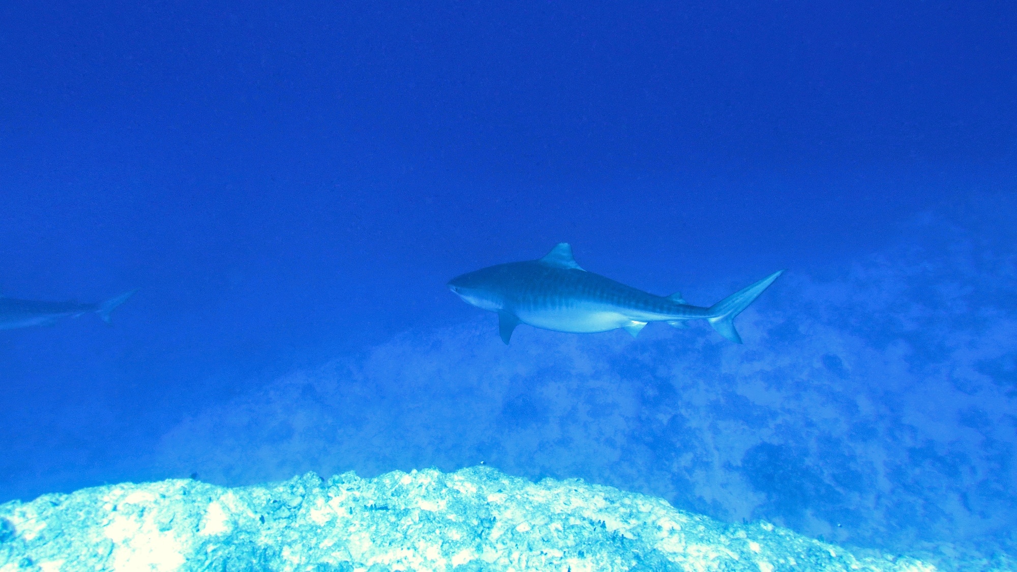 Galeocerdo cuvier