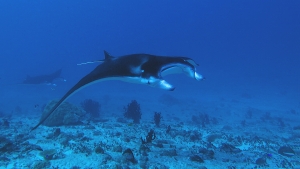 Mobula alfredi