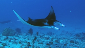 Mobula alfredi