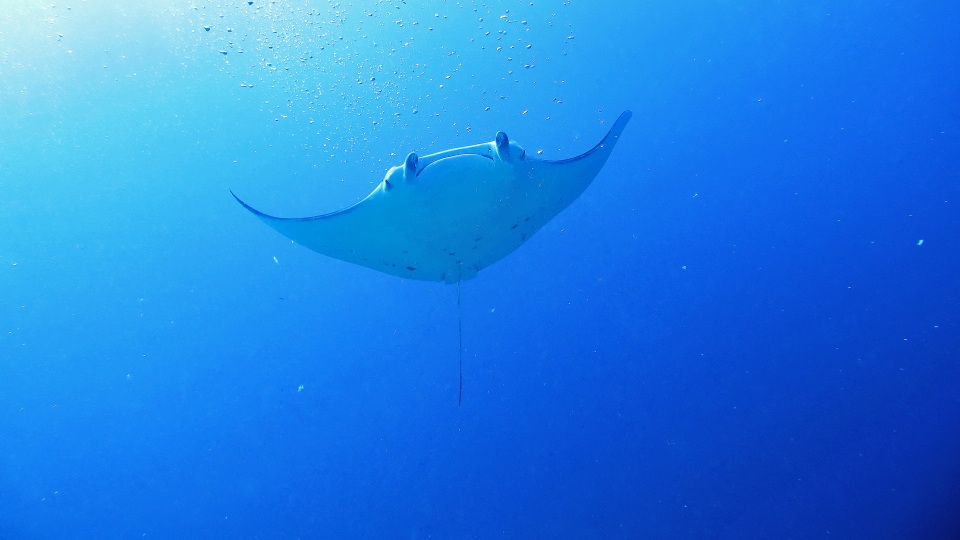 Mobula alfredi