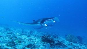 Mobula alfredi