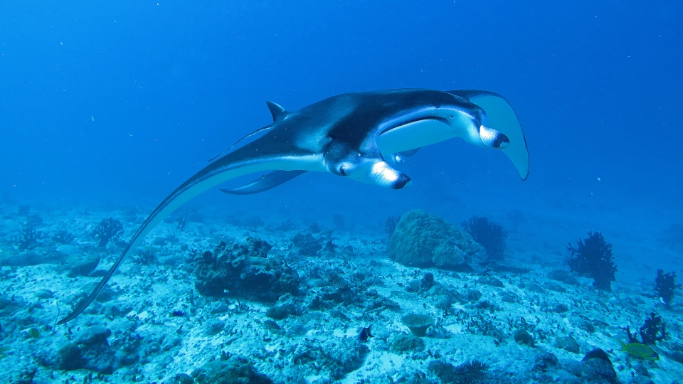 Mobula alfredi