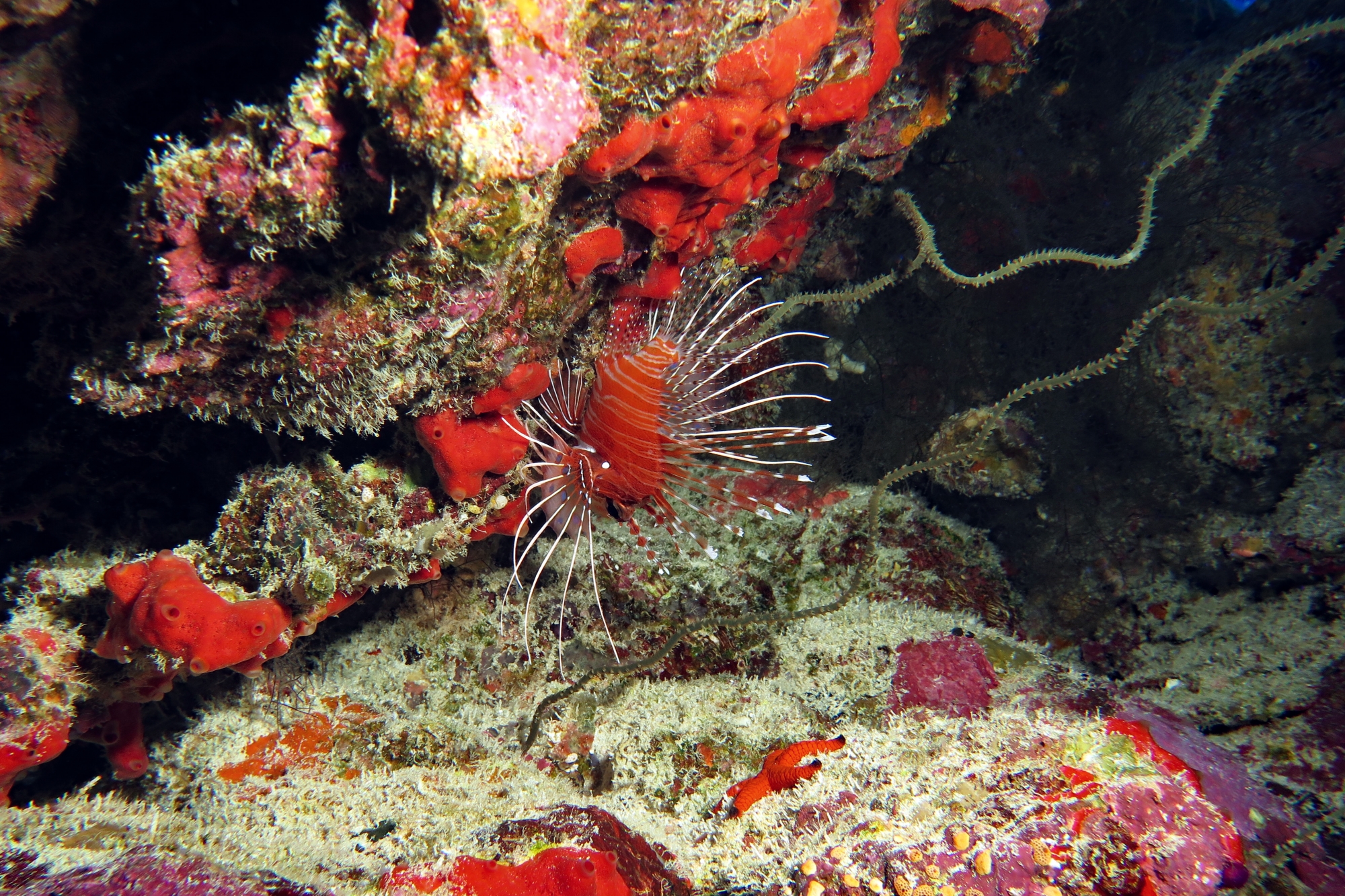 Pterois antennata
