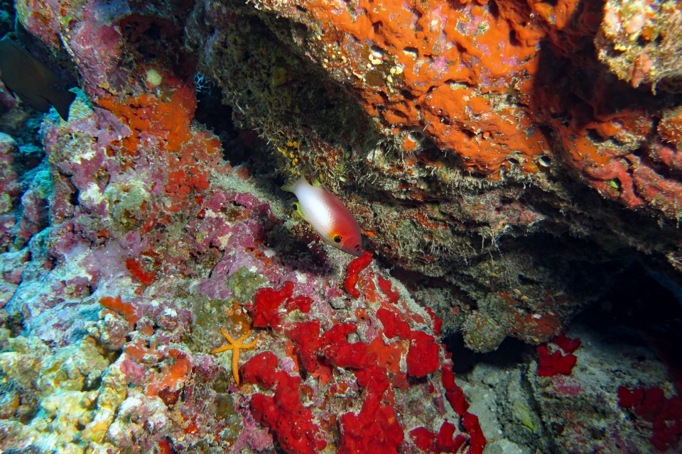 Bodianus axillaris