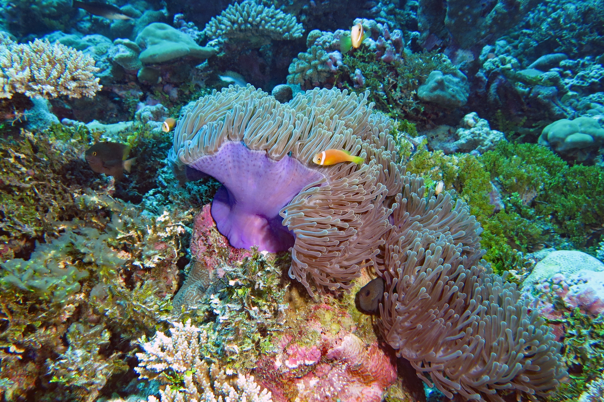 Amphiprion nigripes, Heteractis magnifica