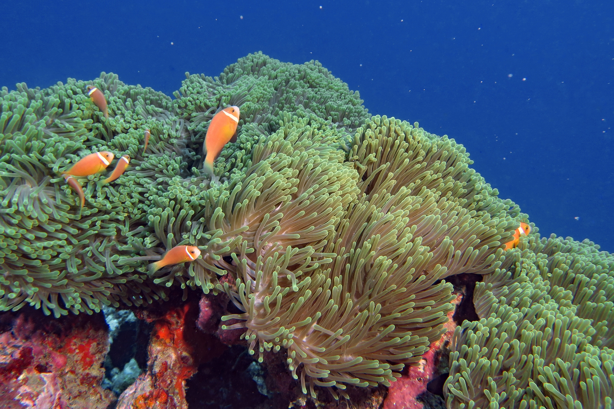 Amphiprion nigripes, Heteractis magnifica