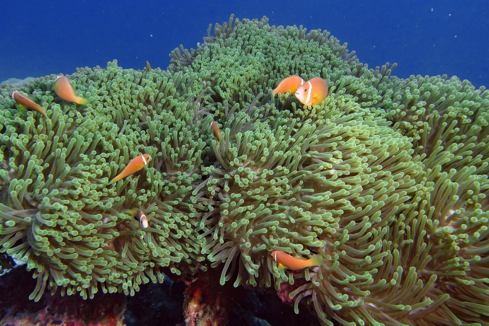 Amphiprion nigripes, Heteractis magnifica