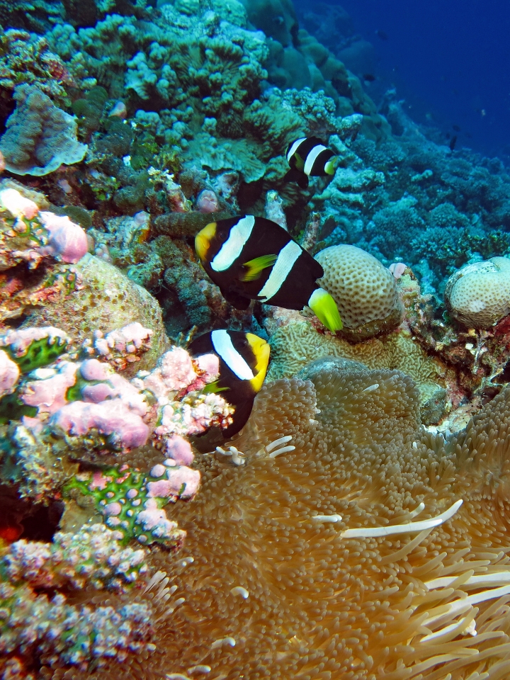 Amphiprion clarkii, Stichodactyla mertensii