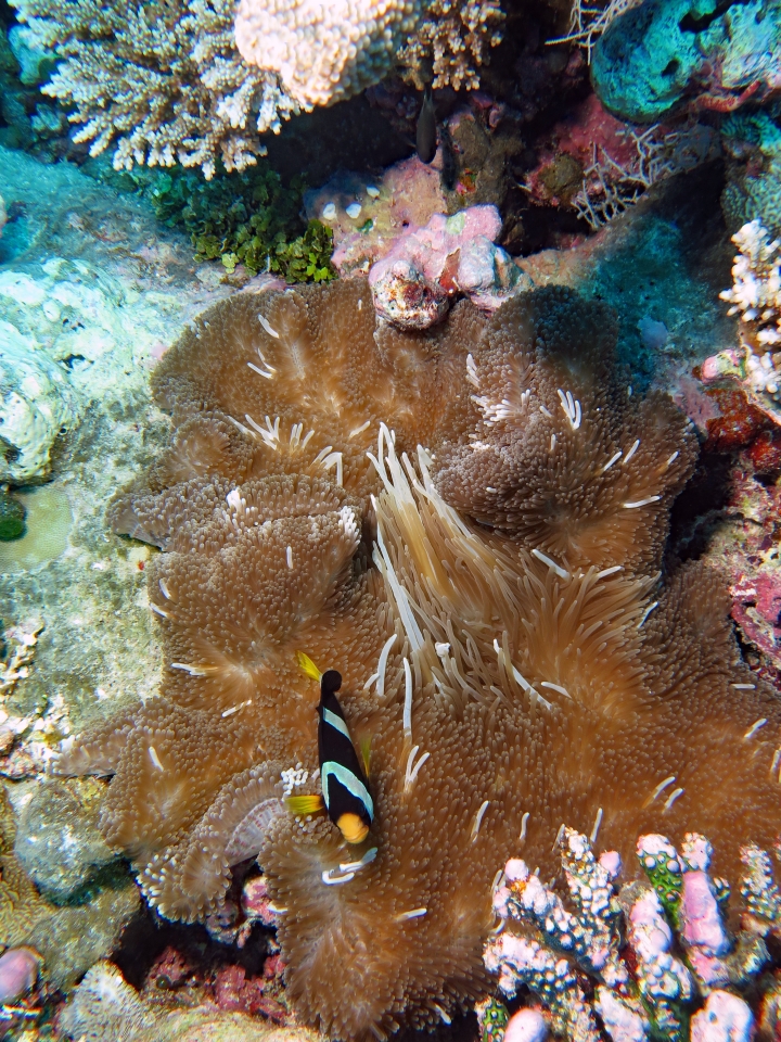 Amphiprion clarkii, Stichodactyla mertensii