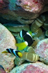 Amphiprion clarkii, Cryptodendrum adhaesivum