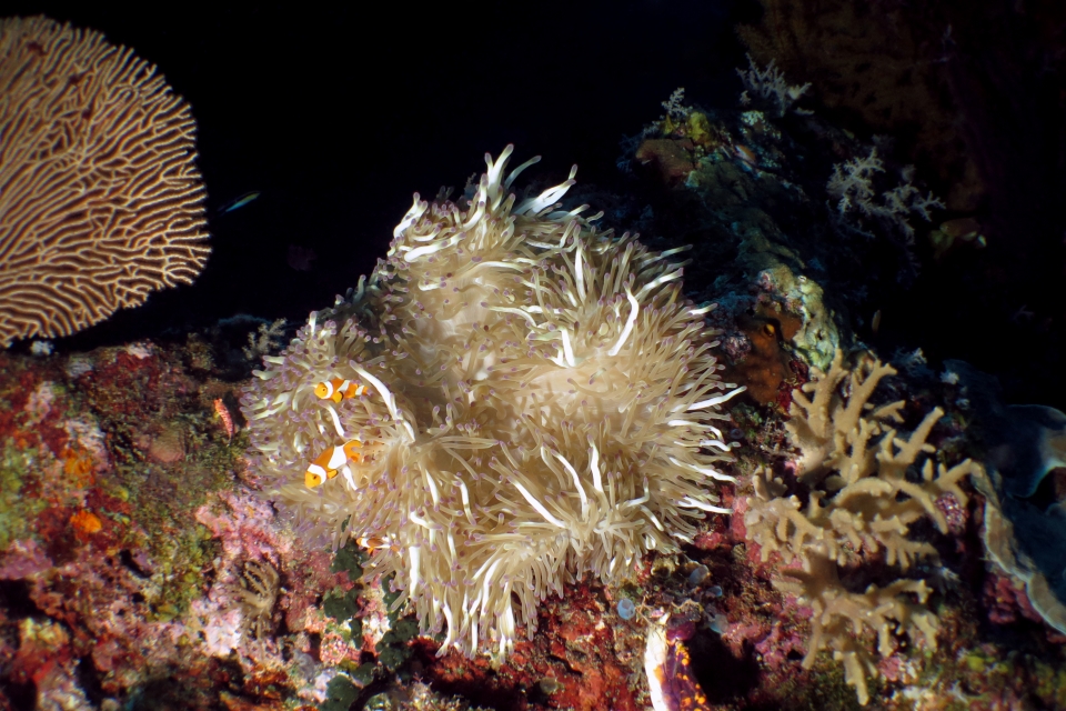 Heteractis crispa, Amphiprion ocellaris