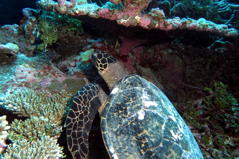 Eretmochelys imbricata