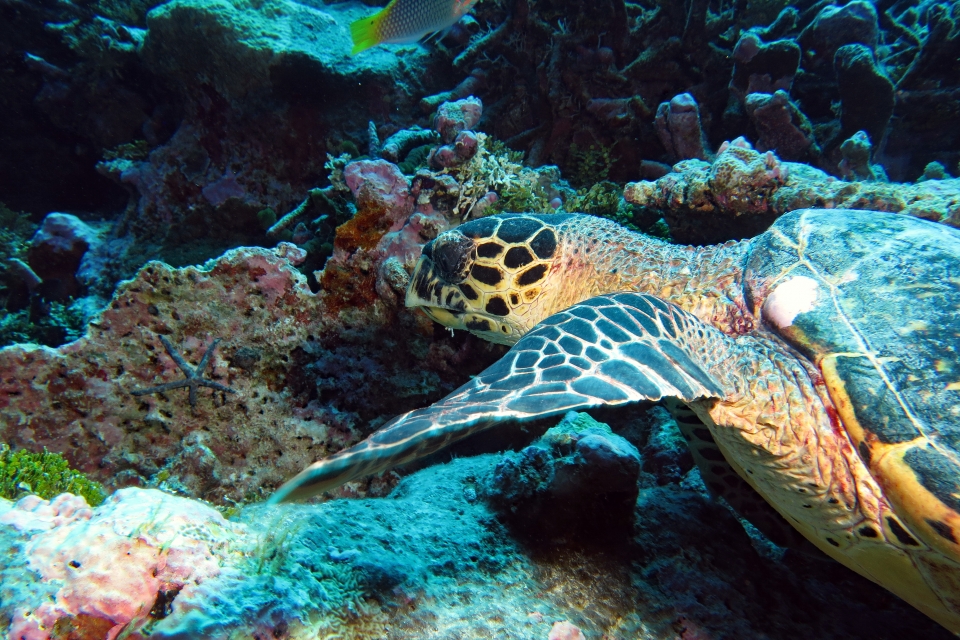 Eretmochelys imbricata