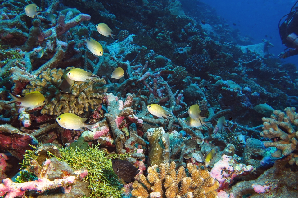 Chromis scotochiloptera