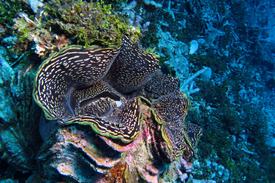 Tridacna squamosa