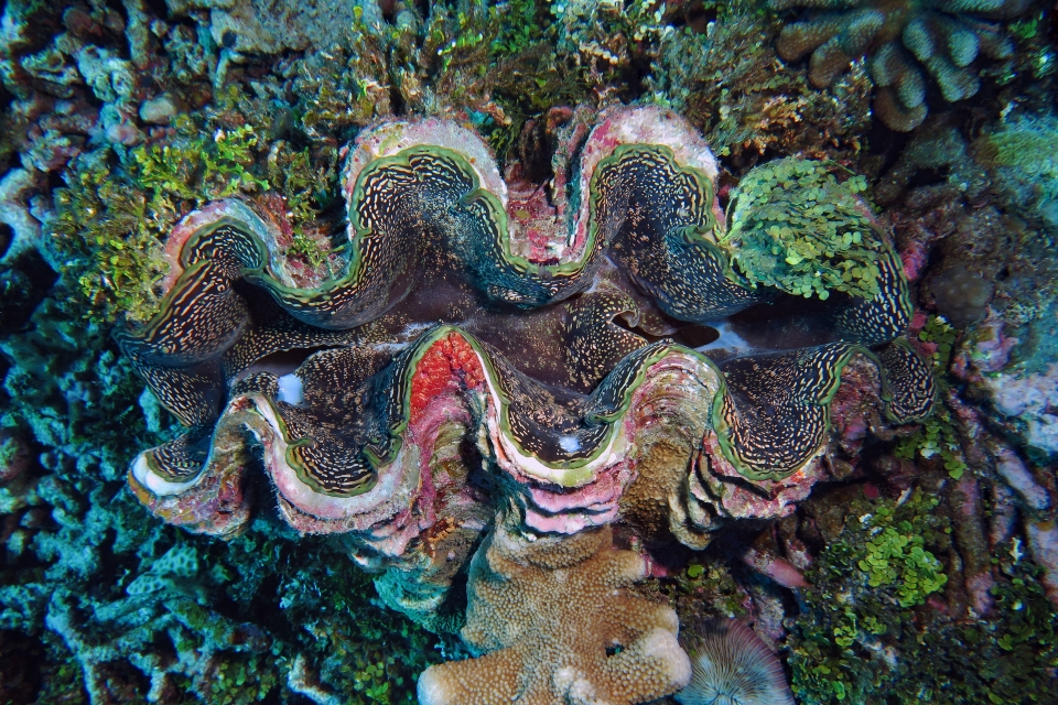 Tridacna squamosa