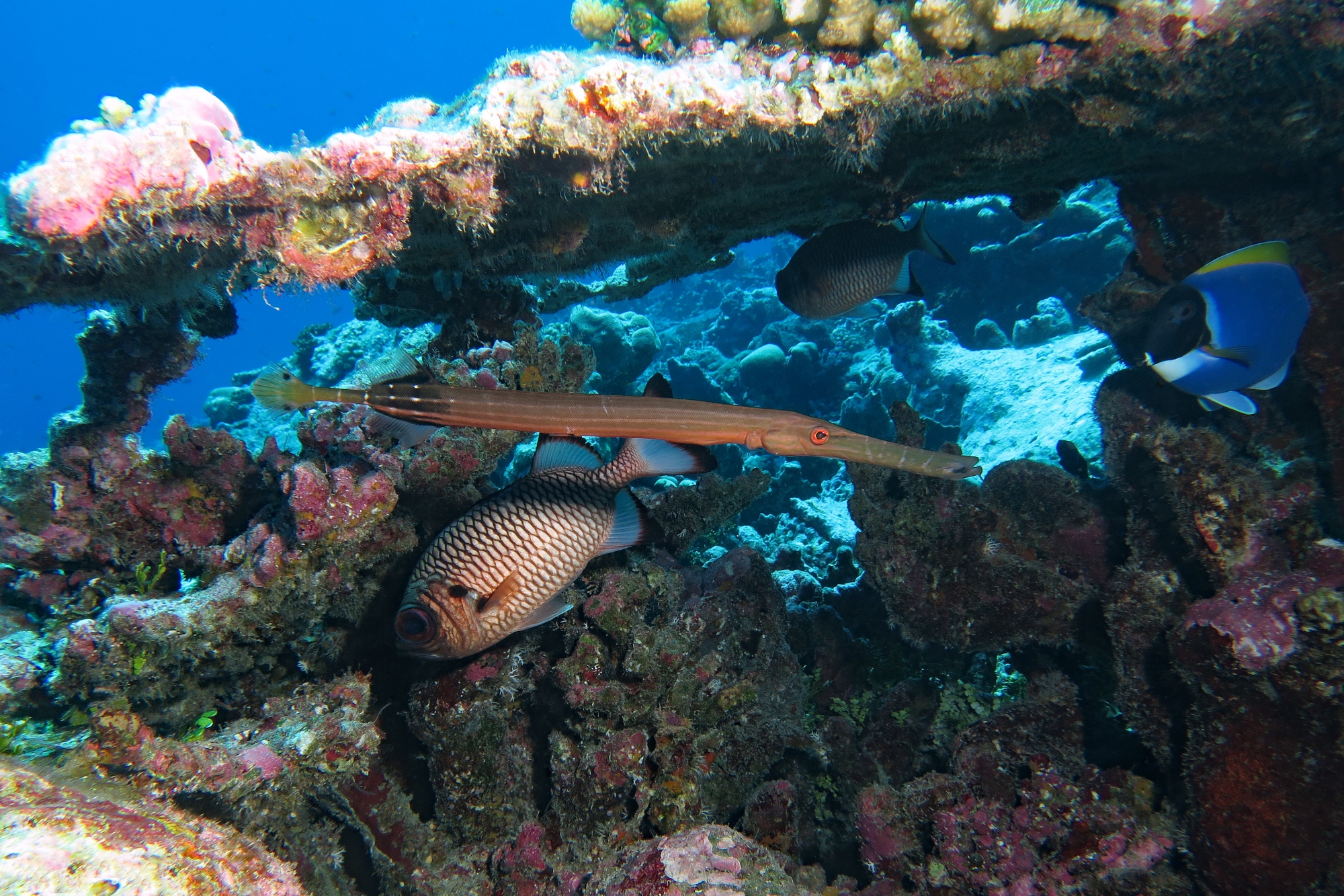 Aulostomus chinensis, Myripristis adusta, Acanthurus leucosternon