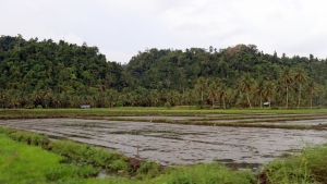 Pratique de la culture du riz en rizières inondées