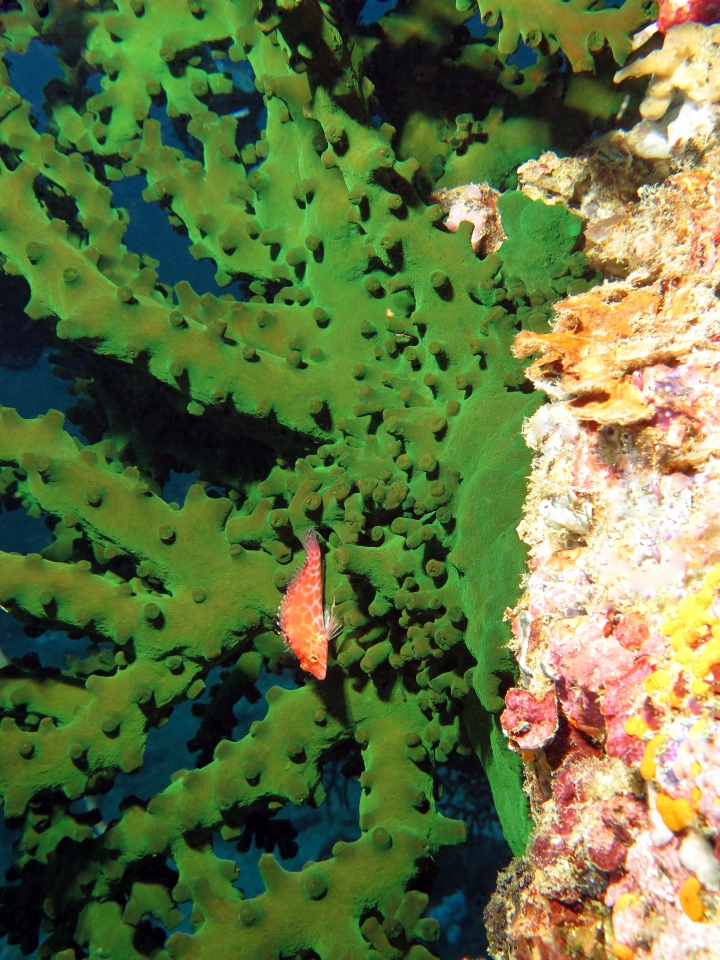 Cirrhitichthys oxycephalus, Tubastraea micranthus