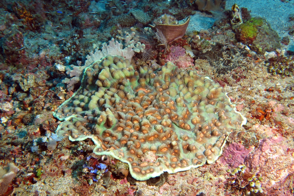 Mycedium elephantotus