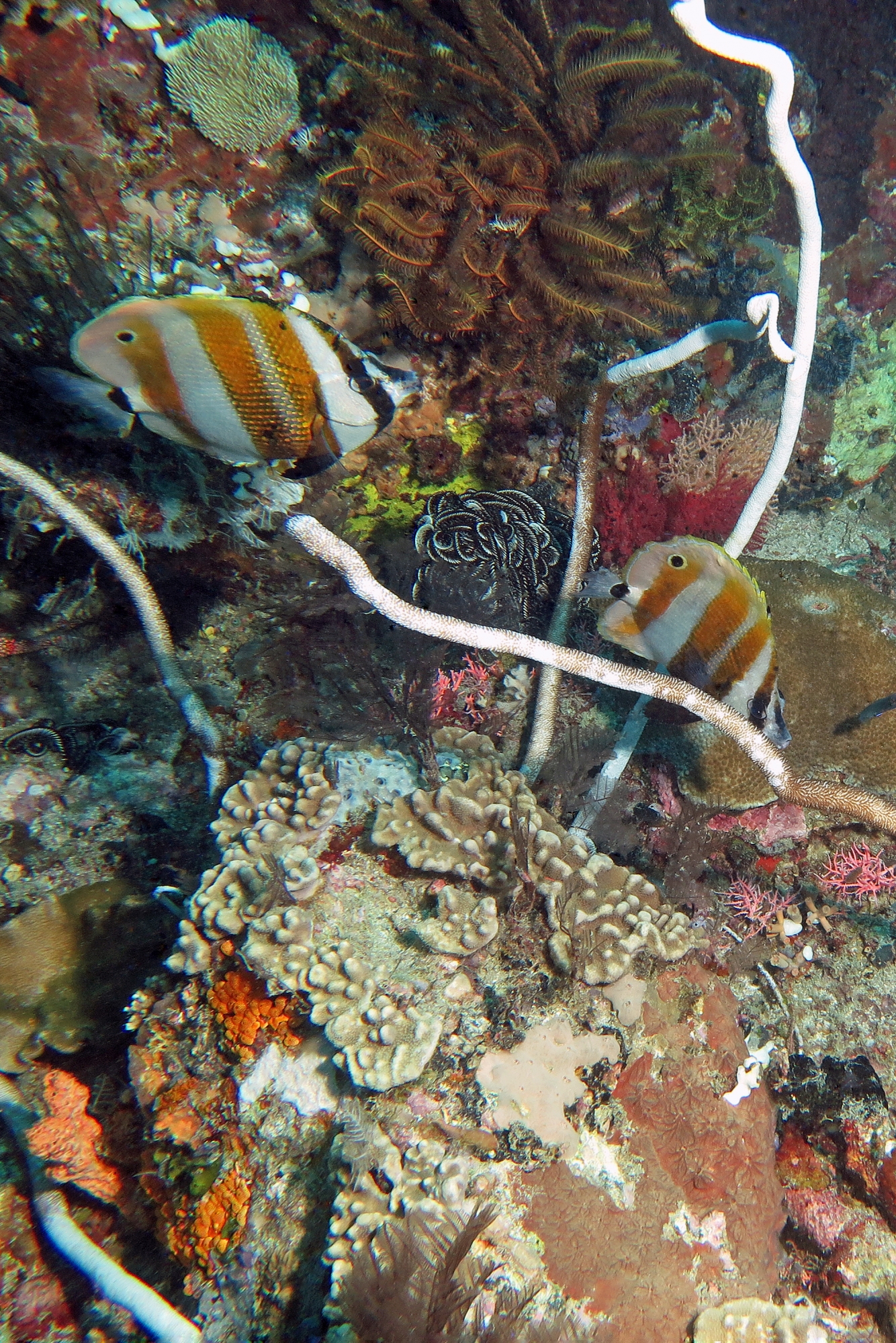 Coradion chrysozonus