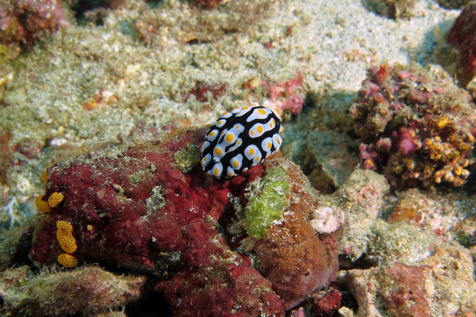 Phyllidia picta