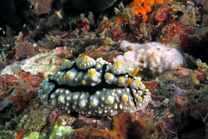 Phyllidia elegans