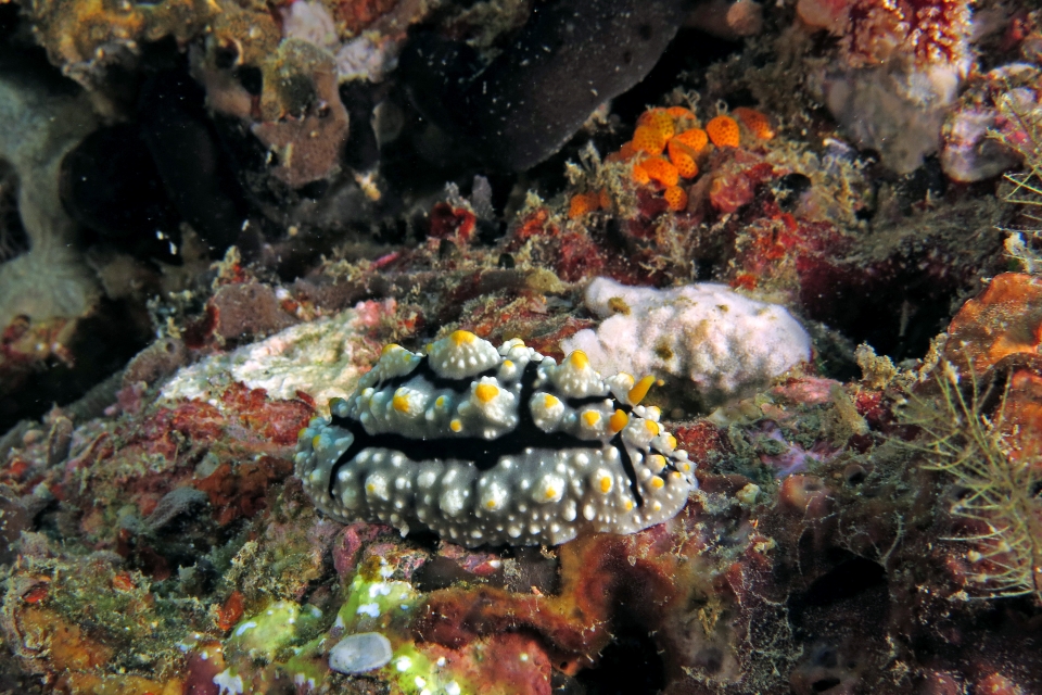 Phyllidia elegans