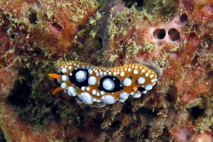 Phyllidia ocellata