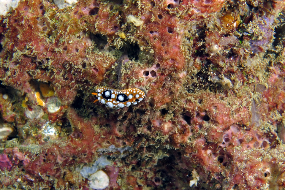 Phyllidia ocellata