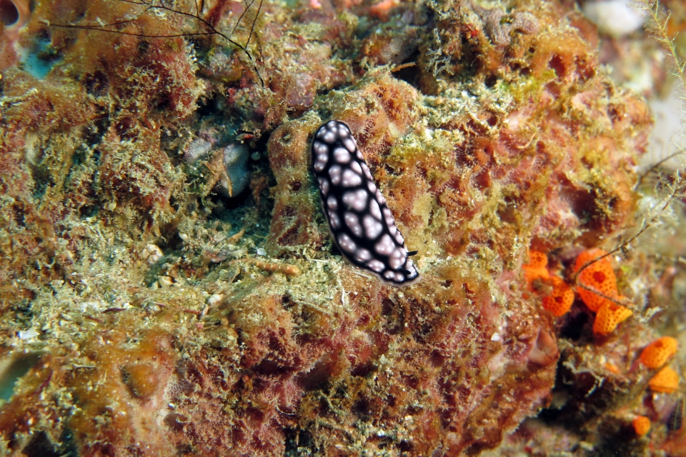 Phyllidiella pustulosa