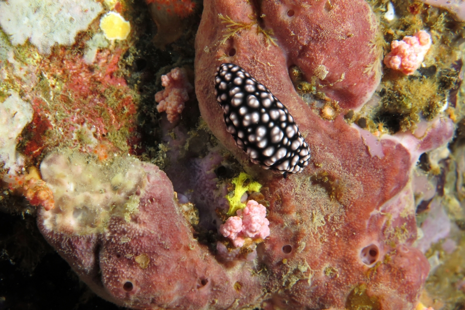 Phyllidiella pustulosa