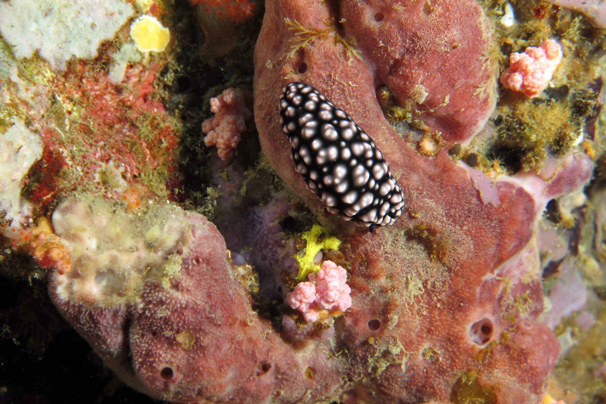 Phyllidiella pustulosa