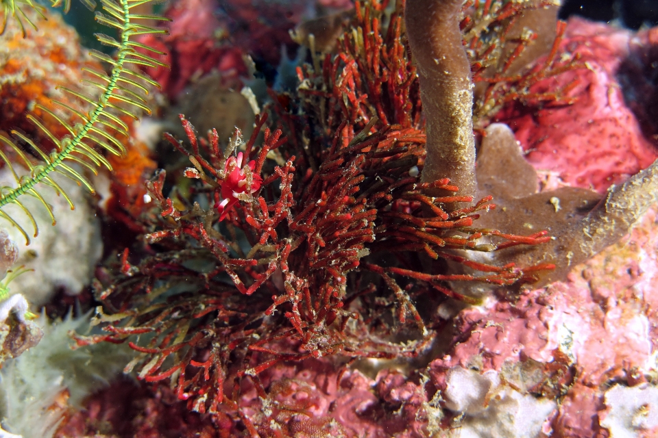 Okenia kondoi, Tropidozoum cellariiforme