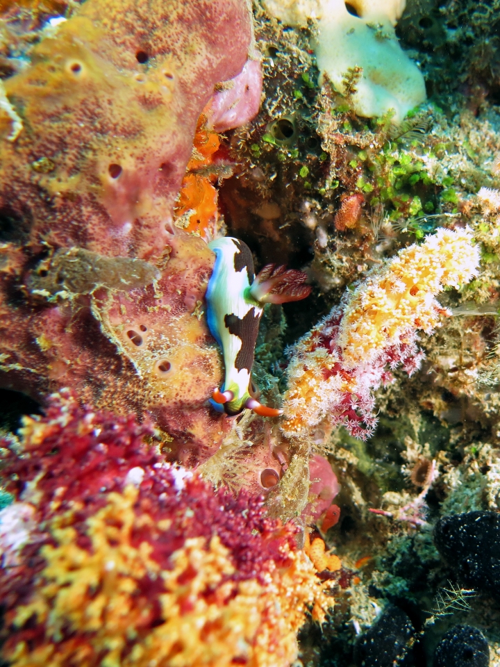 Nembrotha purpureolineata