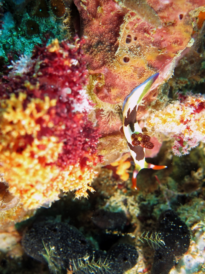 Nembrotha purpureolineata