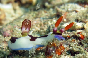 Nembrotha purpureolineata