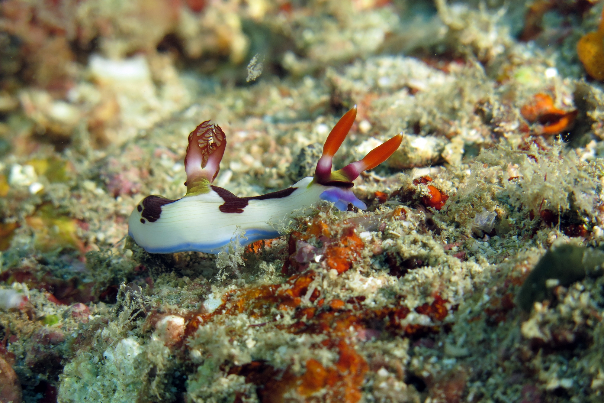 Nembrotha purpureolineata