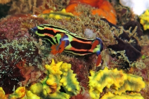 Nembrotha aurea, Colochirus robustus