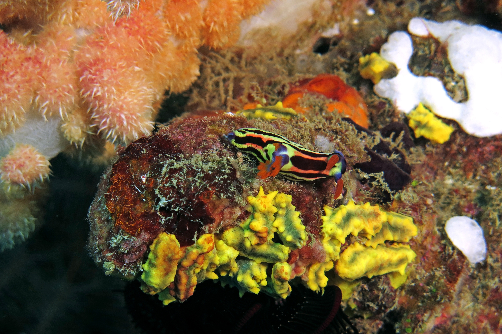 Nembrotha aurea, Colochirus robustus