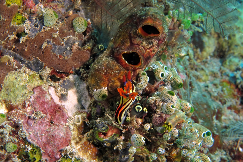 Nembrotha aurea, Polycarpa aurata, Atriolum robustum