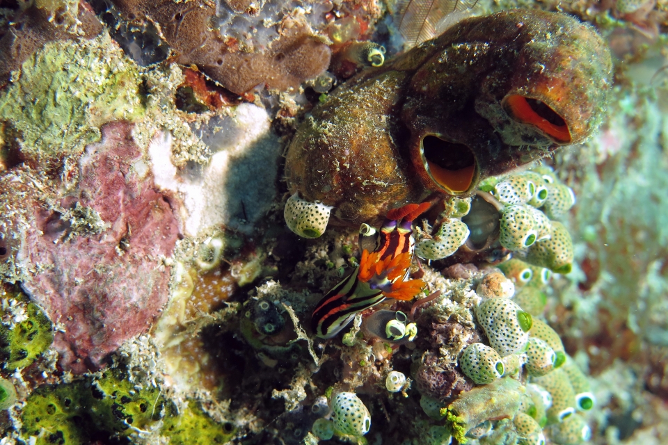 Nembrotha aurea, Polycarpa aurata, Atriolum robustum