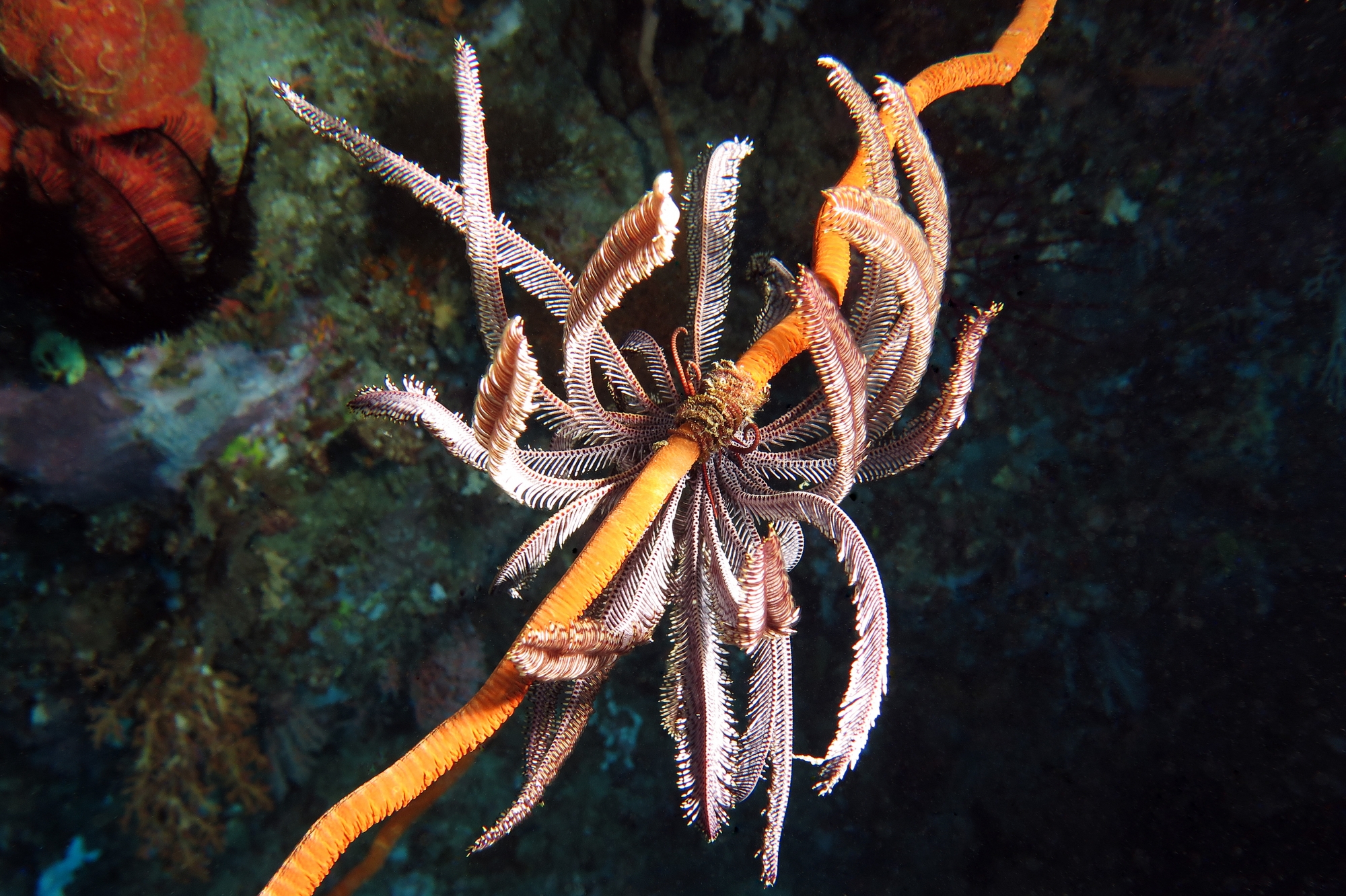Cenometra bella, Cirrhipathes sp.