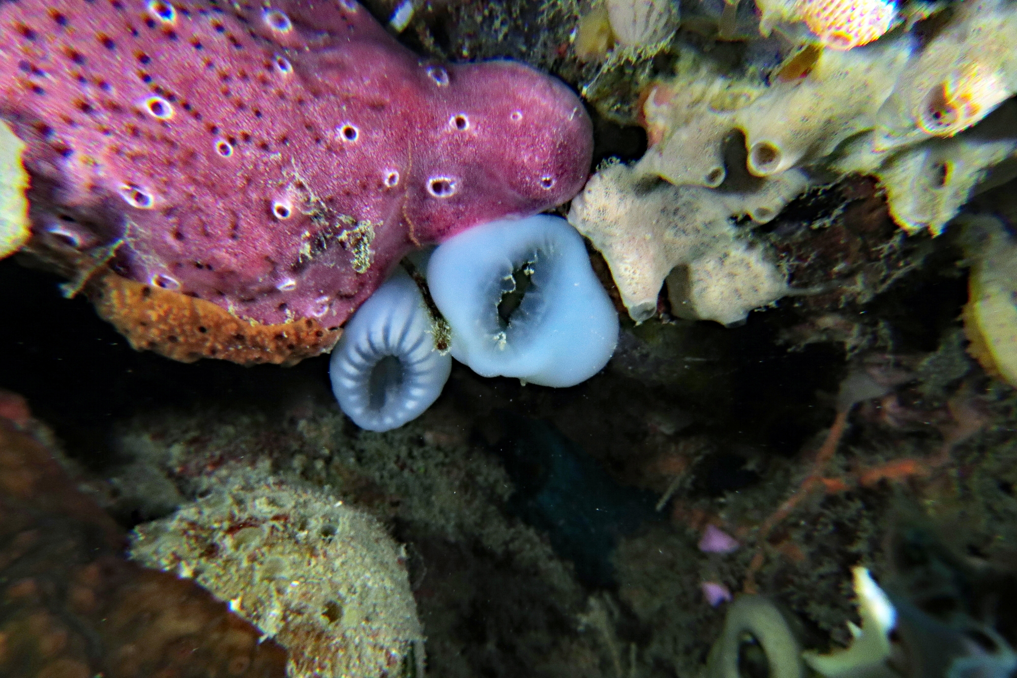 Ascidie Phallusia sp, Ascidies composées