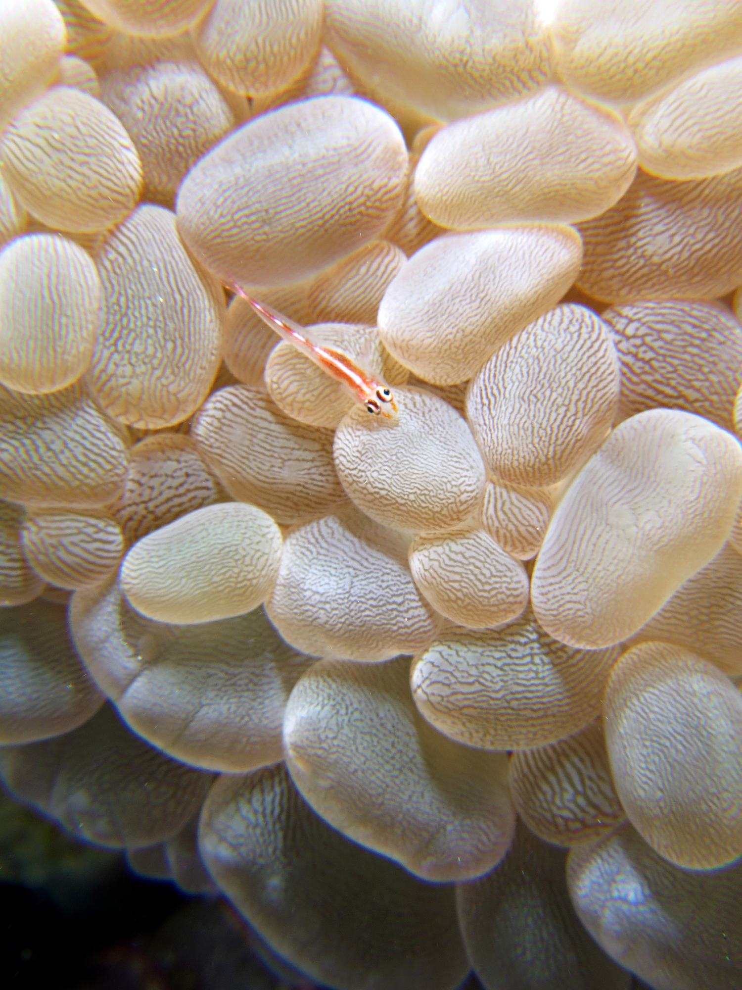 Eviota pellucida, Plerogyra sinuosa