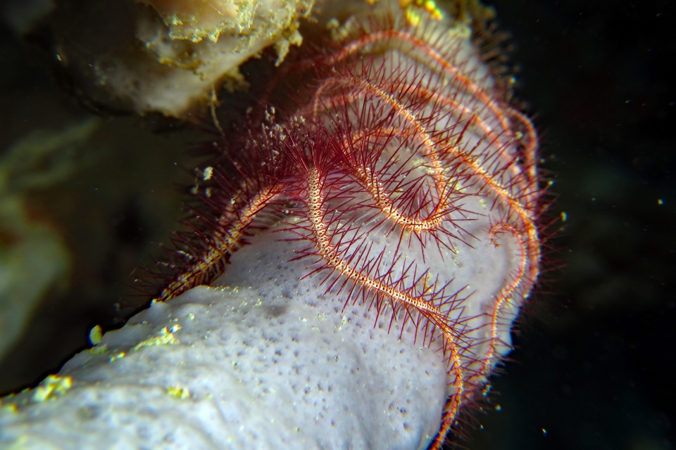 Ophiothrix purpurea